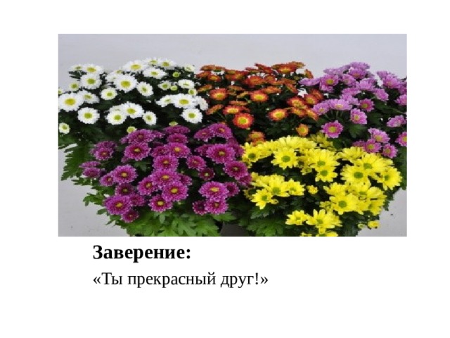 Заверение: «Ты прекрасный друг!» 