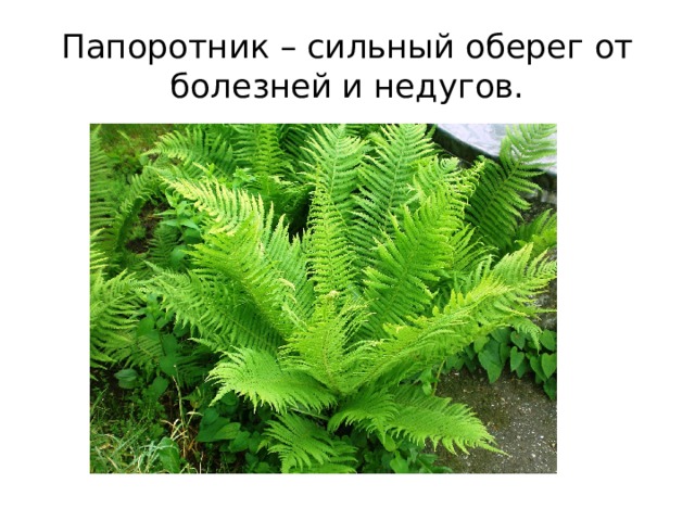 Папоротник – сильный оберег от болезней и недугов. 