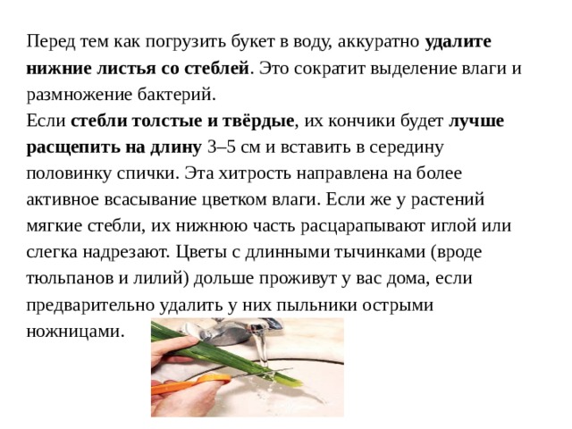 Перед тем как погрузить букет в воду, аккуратно удалите нижние листья со стеблей . Это сократит выделение влаги и размножение бактерий. Если стебли толстые и твёрдые , их кончики будет лучше расщепить на длину 3–5 см и вставить в середину половинку спички. Эта хитрость направлена на более активное всасывание цветком влаги. Если же у растений мягкие стебли, их нижнюю часть расцарапывают иглой или слегка надрезают. Цветы с длинными тычинками (вроде тюльпанов и лилий) дольше проживут у вас дома, если предварительно удалить у них пыльники острыми ножницами. 
