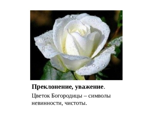 Преклонение, уважение . Цветок Богородицы – символы невинности, чистоты. 