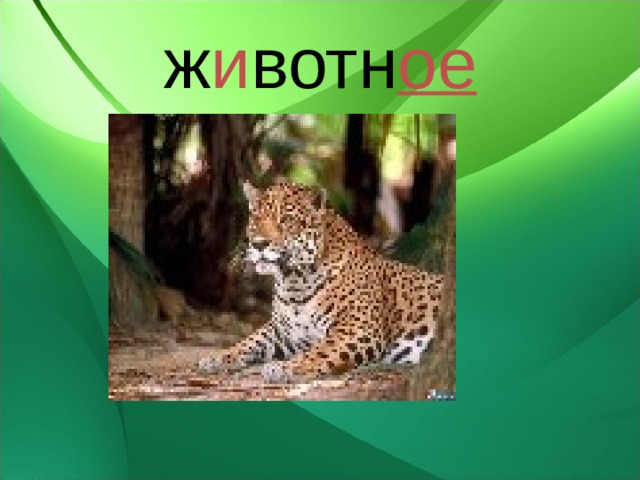 ж и вотн ое 