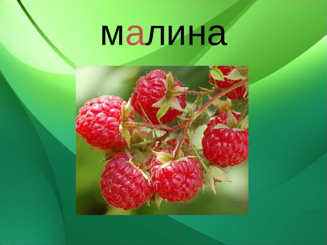 м а лина 