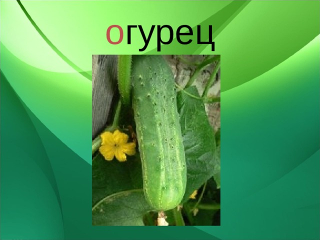 о гурец 