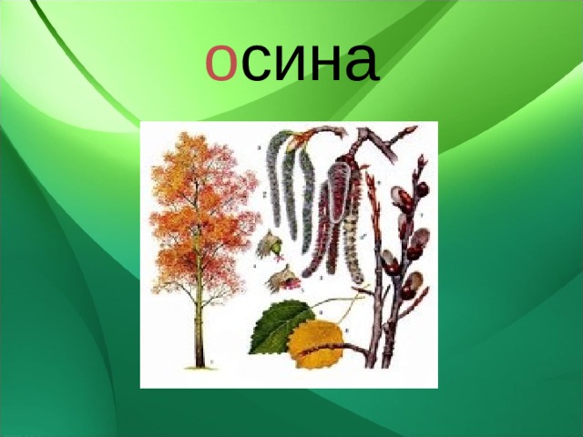 о сина 