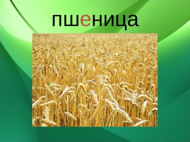 пш е ница 