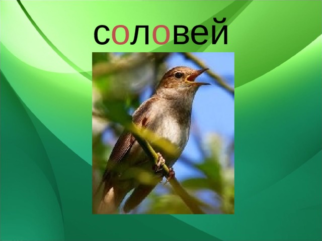 с о л о вей 