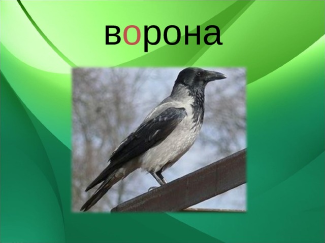 в о рона 