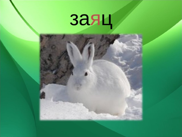 за я ц 