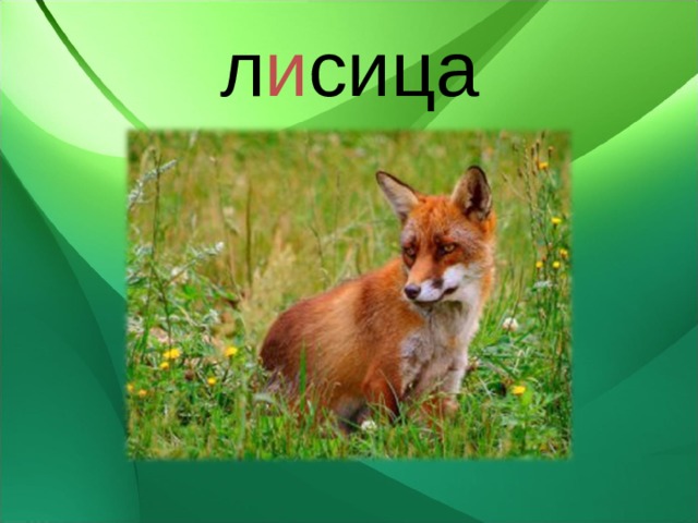 л и сица 
