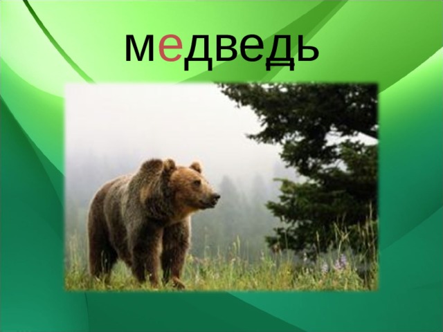 м е две д ь 