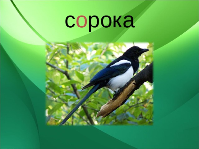 с о рока 
