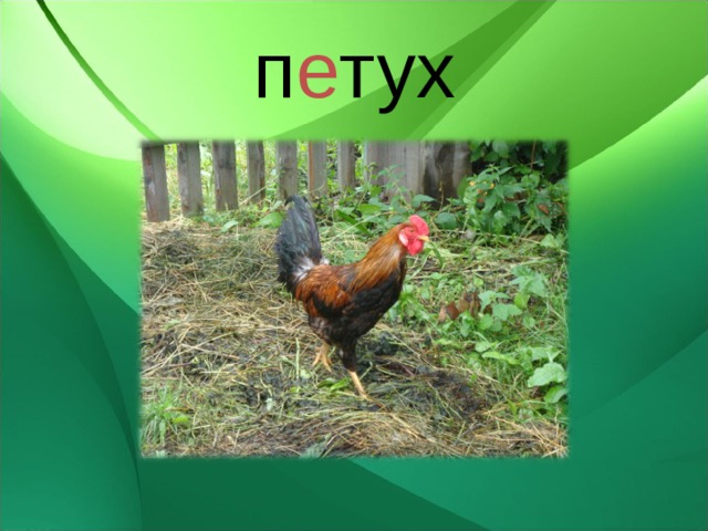 п е тух 