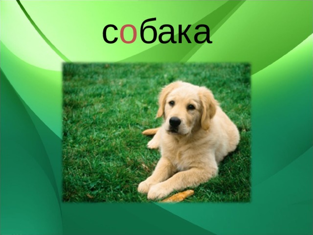 с о бака 