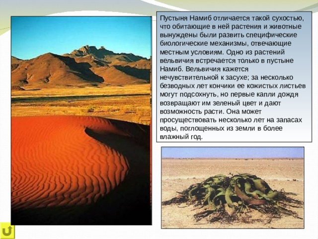 Пустыня Намиб отличается такой сухостью, что обитающие в ней растения и животные вынуждены были развить специфические биологические механизмы, отвечающие местным условиям. Одно из растений вельвичия встречается только в пустыне Намиб. Вельвичия кажется нечувствительной к засухе; за несколько безводных лет кончики ее кожистых листьев могут подсохнуть, но первые капли дождя возвращают им зеленый цвет и дают возможность расти. Она может просуществовать несколько лет на запасах воды, поглощенных из земли в более влажный год. 