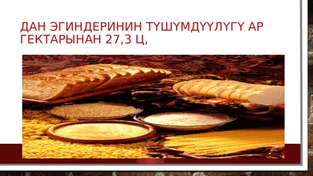 Дан эгиндеринин түшүмдүүлүгү ар гектарынан 27,3 ц, 