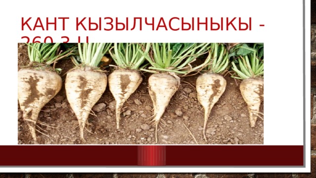 кант кызылчасыныкы - 260,3 ц 