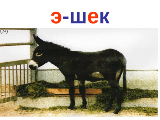 э -ш е к 