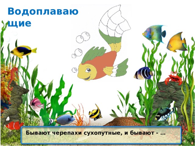 Водоплавающие Бывают черепахи сухопутные, и бывают - … 
