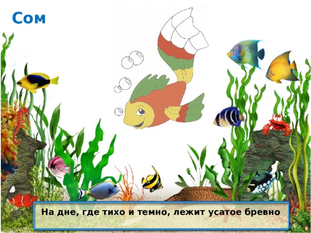 Сом На дне, где тихо и темно, лежит усатое бревно 