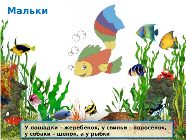 Мальки У лошадки – жеребёнок, у свиньи – поросёнок, у собаки – щенок, а у рыбки 