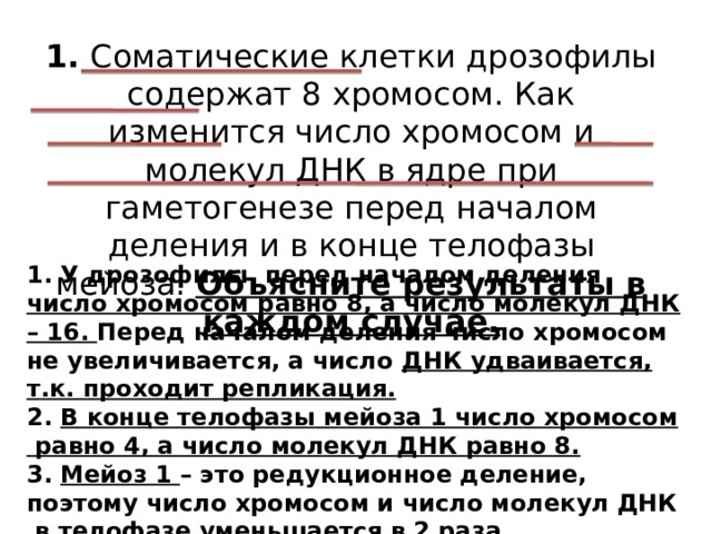 1. Соматические клетки дрозофилы содержат 8 хромосом. Как изменится число хромосом и молекул ДНК в ядре при гаметогенезе перед началом деления и в конце телофазы мейоза. Объясните результаты в каждом случае. 1. У дрозофилы перед началом деления число хромосом равно 8, а число молекул ДНК – 16. Перед началом деления число хромосом не увеличивается, а число ДНК удваивается, т.к. проходит репликация. 2. В конце телофазы мейоза 1 число хромосом равно 4, а число молекул ДНК равно 8. 3. Мейоз 1 – это редукционное деление, поэтому число хромосом и число молекул ДНК в телофазе уменьшается в 2 раза. 