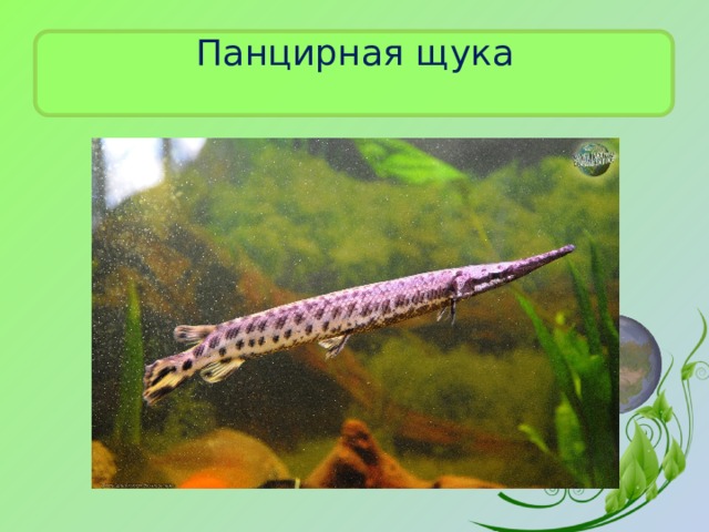 Панцирная щука 