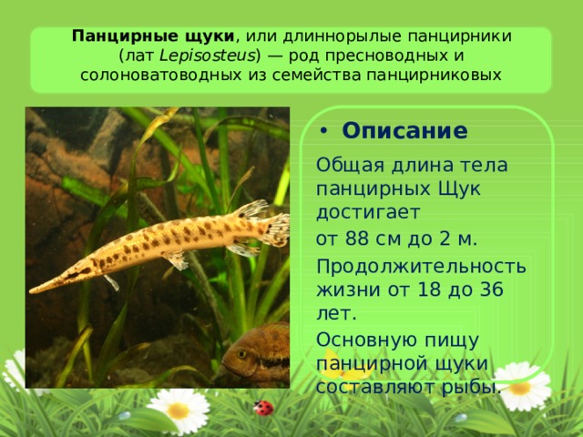 Панцирные щуки , или длиннорылые панцирники (лат  Lepisosteus ) — род пресноводных и солоноватоводных из семейства панцирниковых Описание Общая длина тела панцирных Щук достигает от 88 см до 2 м. Продолжительность жизни от 18 до 36 лет. Основную пищу панцирной щуки составляют рыбы. 