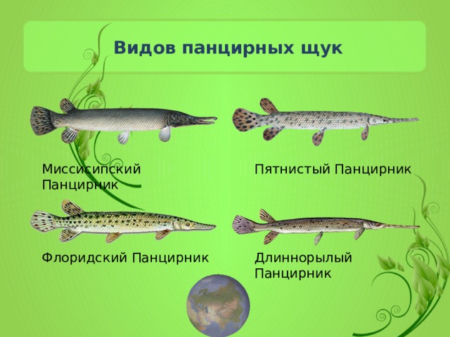   Видов   панцирных щук Миссисипский Панцирник Пятнистый Панцирник Флоридский Панцирник Длиннорылый Панцирник 
