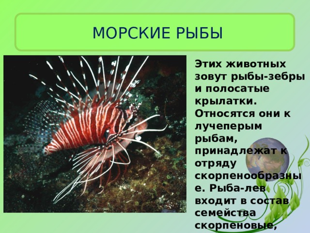 МОРСКИЕ РЫБЫ Этих животных зовут рыбы-зебры и полосатые крылатки. Относятся они к лучеперым рыбам, принадлежат к отряду скорпенообразные. Рыба-лев входит в состав семейства скорпеновые, включающего в себя род крылатки. 