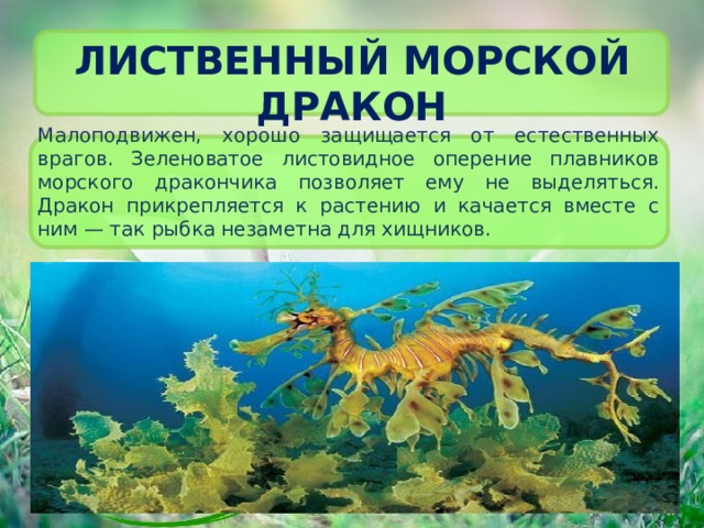 Лиственный морской дракон Малоподвижен, хорошо защищается от естественных врагов. Зеленоватое листовидное оперение плавников морского дракончика позволяет ему не выделяться. Дракон прикрепляется к растению и качается вместе с ним — так рыбка незаметна для хищников. 