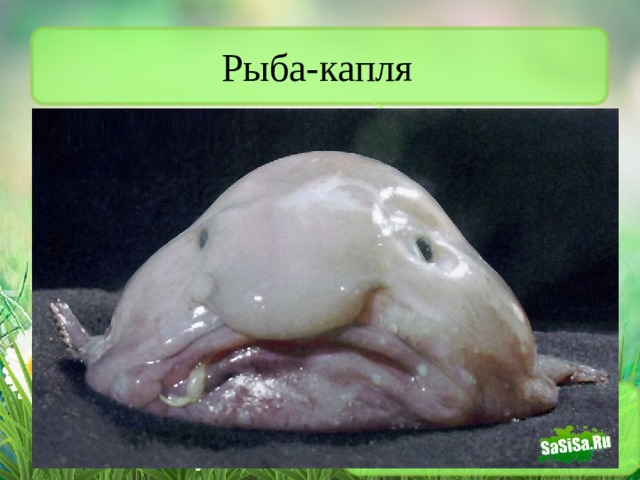 Рыба-капля 