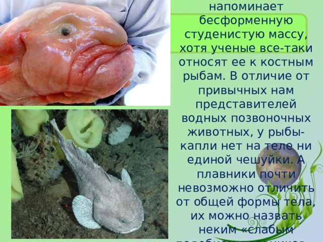Внешность рыбы-капли напоминает бесформенную студенистую массу, хотя ученые все-таки относят ее к костным рыбам. В отличие от привычных нам представителей водных позвоночных животных, у рыбы-капли нет на теле ни единой чешуйки. А плавники почти невозможно отличить от общей формы тела, их можно назвать неким «слабым подобием плавников». 