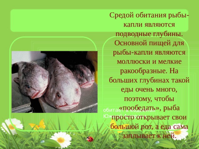 Средой обитания рыбы-капли являются подводные глубины. Основной пищей для рыбы-капли являются моллюски и мелкие ракообразные. На больших глубинах такой еды очень много, поэтому, чтобы «пообедать», рыба просто открывает свои большой рот, а еда сама заплывает к ней. обитает в водоёмах Южной Америки 