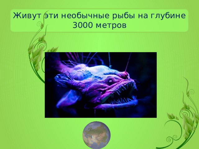 Живут эти необычные рыбы на глубине 3000 метров 