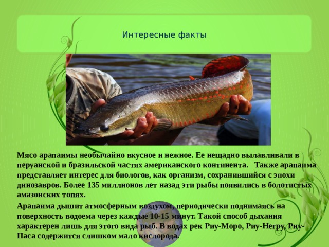 Интересные факты   Мясо арапаимы необычайно вкусное и нежное. Ее нещадно вылавливали в перуанской и бразильской частях американского континента. Также арапаима представляет интерес для биологов, как организм, сохранившийся с эпохи динозавров. Более 135 миллионов лет назад эти рыбы появились в болотистых амазонских топях. Арапаима дышит атмосферным воздухом, периодически поднимаясь на поверхность водоема через каждые 10-15 минут. Такой способ дыхания характерен лишь для этого вида рыб. В водах рек Риу-Моро, Риу-Негру, Риу-Паса содержится слишком мало кислорода. 