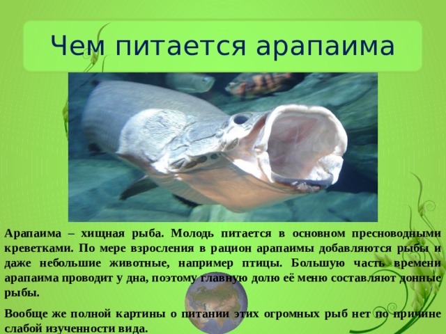 Чем питается арапаима Арапаима – хищная рыба. Молодь питается в основном пресноводными креветками. По мере взросления в рацион арапаимы добавляются рыбы и даже небольшие животные, например птицы. Большую часть времени арапаима проводит у дна, поэтому главную долю её меню составляют донные рыбы. Вообще же полной картины о питании этих огромных рыб нет по причине слабой изученности вида. 