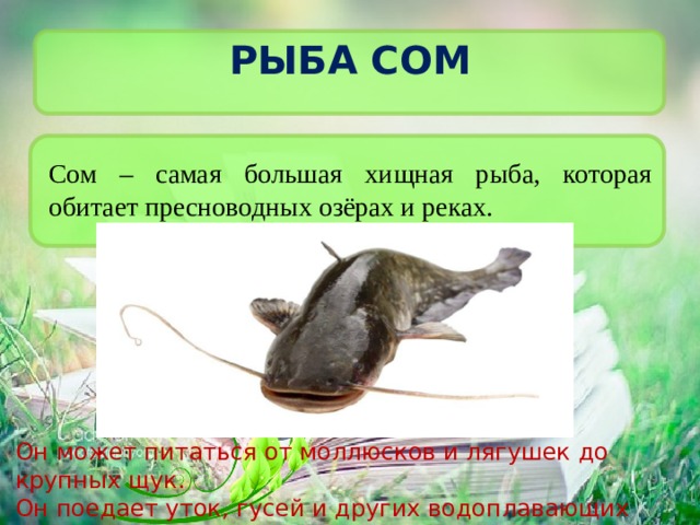 Рыба сом Сом – самая большая хищная рыба, которая обитает пресноводных озёрах и реках. Он может питаться от моллюсков и лягушек до крупных щук. Он поедает уток, гусей и других водоплавающих птиц, а также нутрий, ондатр и даже собак, которые переплывают через водоём. 