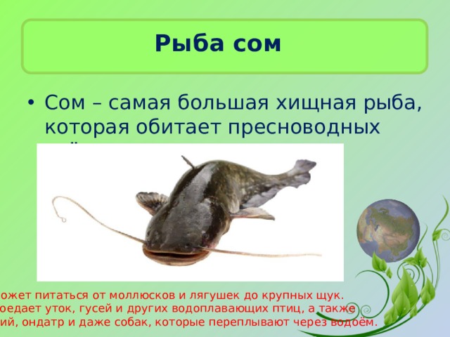 Рыба сом Сом – самая большая хищная рыба, которая обитает пресноводных озёрах и реках. Он может питаться от моллюсков и лягушек до крупных щук. Он поедает уток, гусей и других водоплавающих птиц, а также нутрий, ондатр и даже собак, которые переплывают через водоём. 