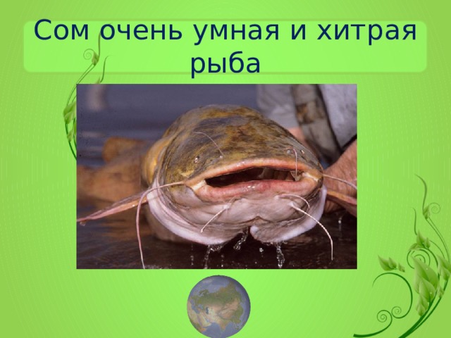 Сом очень умная и хитрая рыба 