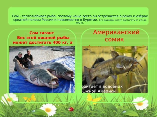 Сом - теплолюбивая рыба, поэтому чаще всего он встречается в реках и озёрах средней полосы России и повсеместно в Бурятии. Его размеры могут достигать от 2,5 до 400 кг.     Американский сомик  ( карликовый сомик )   Вес этой хищной рыбы может достигать 400 кг, а длина – 5 метров. Сом гигант обитает в водоёмах Южной Америки 