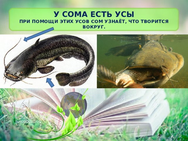 У сома есть усы  при помощи этих усов сом узнаёт, что творится вокруг. 