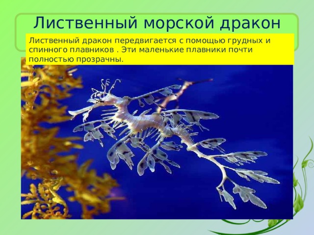 Лиственный морской дракон Лиственный дракон передвигается с помощью грудных и спинного плавников . Эти маленькие плавники почти полностью прозрачны. 