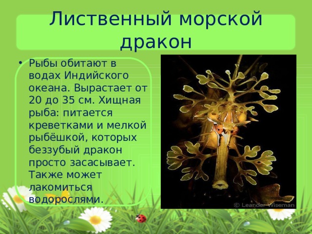 Лиственный морской дракон Рыбы обитают в водах Индийского океана. Вырастает от 20 до 35 см. Хищная рыба: питается креветками и мелкой рыбёшкой, которых беззубый дракон просто засасывает. Также может лакомиться водорослями. 