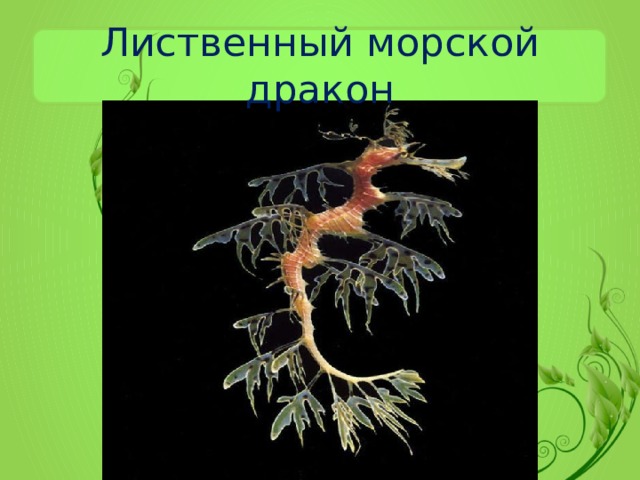 Лиственный морской дракон  