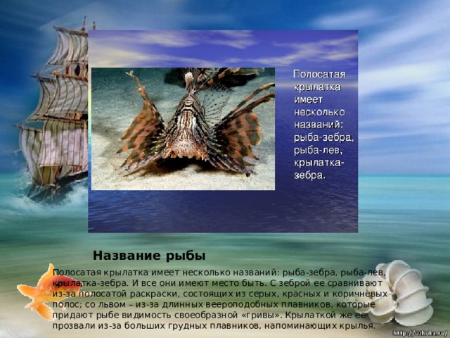 Название рыбы Полосатая крылатка имеет несколько названий: рыба-зебра, рыба-лев, крылатка-зебра. И все они имеют место быть. С зеброй ее сравнивают из-за полосатой раскраски, состоящих из серых, красных и коричневых полос; со львом – из-за длинных веероподобных плавников, которые придают рыбе видимость своеобразной «гривы». Крылаткой же ее прозвали из-за больших грудных плавников, напоминающих крылья. 