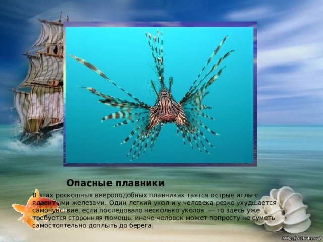 Опасные плавники В этих роскошных веероподобных плавниках таятся острые иглы с ядовитыми железами. Один легкий укол и у человека резко ухудшается самочувствие, если последовало несколько уколов  — то здесь уже требуется сторонняя помощь, иначе человек может попросту не суметь самостоятельно доплыть до берега. 