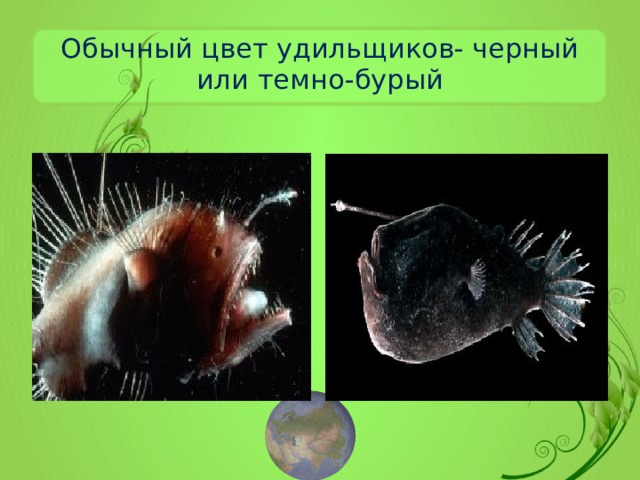 Обычный цвет удильщиков- черный или темно-бурый 