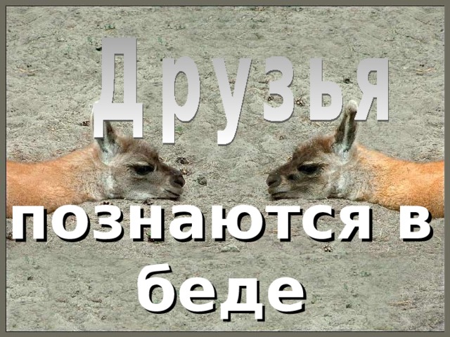 познаются в беде 