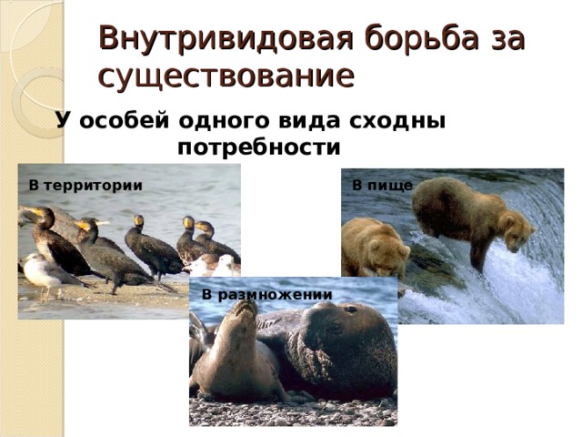 Внутривидовая борьба за существование У особей одного вида сходны потребности В территории В пище В размножении