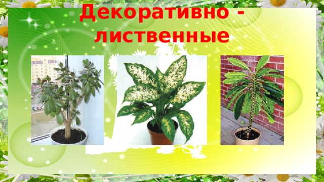 Декоративно - лиственные 